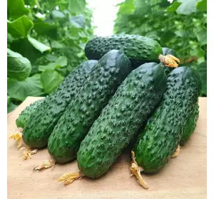 Пікскор F1 насіння огірка, 10 насіння — партенокарпічний огірок, середньостиглий
