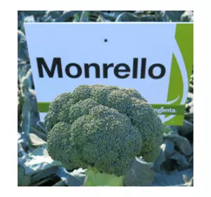 Насіння Монрело F1 — середньостигла капуста броколі, 2500 насіння