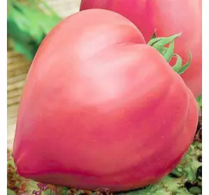 Насіння томата Волове серце рожеве, 30 насінин — ранньостиглий, , рожевий, індетермінатний сорт, Елітний ряд
