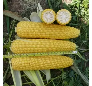 Насіння кукурудзи Добра/Добріня F1, 2500 насіння — рання, суперсолодка