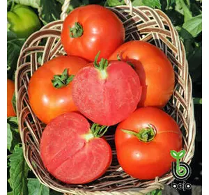 Насіння томату Полфаст F1, 20 шт — ультра-ранній (54-58 днів) червоний, детермінант, Bejo Zaden