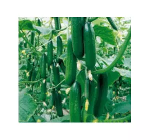 СУПЕР БЕЙБІ F1 / SUPER BABY F1, 5 насіння — огірок партенокарпічний, Yuksel Seeds