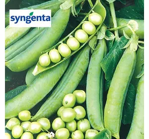 Чудово насіння солодкого гороху, 20 насіння — раннє (58 днів), Syngenta