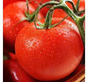 Насіння томату Толстой F1 1000 нісінин (Бейо/Bejo) — ранній (70-72 дня), червоний, індетермінантний.