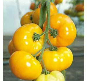 Насіння томату Ямамото F1, 10 насінин — ранній, індетермінантний (105-115 дн), Kitano Seeds