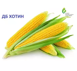 Насіння кукурудзи гібрид ХОТІН, ФАО 280, — 1кг (Український гібрид)