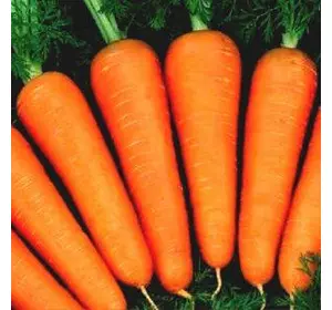 Насіння моркви Абако F1/Seminis, 1 млн насіння/1000000 сем — ранній гібрид, тип Шантане, фр. 2,0-2,2
