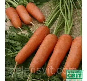 Насіння моркви Каріні 1 г — раннє сортування (100 днів), тип Курода, Професійне насіння