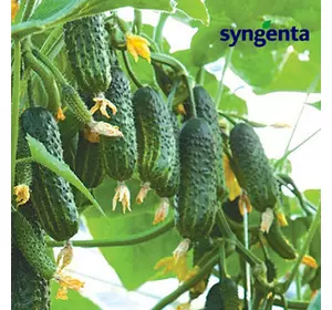 Насіння огірка Еколь F1 (Syngenta), 500 насіння — ранній гібрид (42-45 днів), партенокарпік