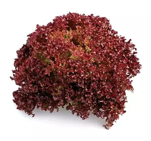 Насіння салату Кармесі , 100 шт — червоний, тип Лолло Россо, Rijk Zwaan