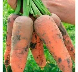 Насіння моркви Танжеріна F1 100 000 (1,6-1,8) насінин —середньоранній високоврожайний гібрид (110 днів) Takii Seeds