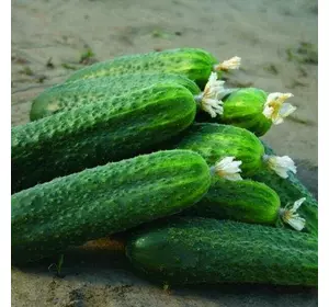 Платіна F1 насіння огірка, 1000 насіння — партенокарпічний огірок, ранній