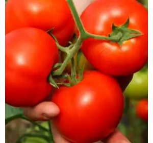 БОБКАТ F1 / BOBCAT F1, 10 насінин — томат детермінантний, Syngenta