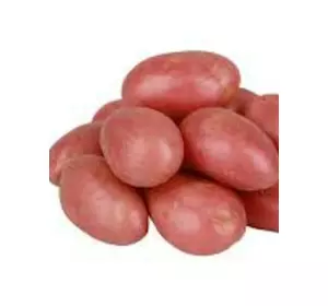 Семенной картофель Ред Леди 5 кг (1 репродукция)