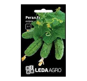 Регал F1 насіння огірка, 1 г — бджолинозапальний, ультраранний гібрид (45-48 днів) LEDAAGRO