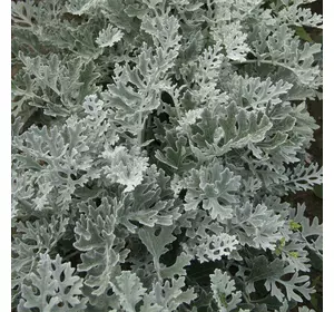 Насіння квітів Цинерарія приморська Срібний пил, 0,1 г, Hem Zaden, дійсний до 11.23, УЦІНКА