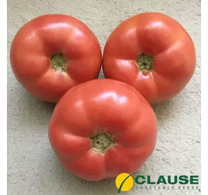 Насіння томату Панамера F1 250 насінин (Clause) — ультраранній (60-62 днів), високорослий томат
