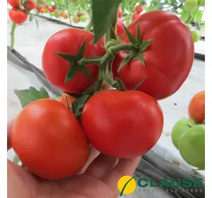 Насіння томату Целестін F1 250 насінин (Clause) — ранній (60-65 днів), високорослий томат