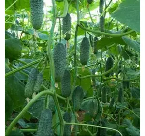 Кароліна F1 огірок (Lark Seeds), 10 насіння — ранній гібрид (45 днів), партенокарпік (до 2020)