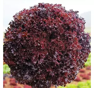 Насіння салату Бахус, 100 шт — темно-червоний, тип Лолло Біонда, Hazera