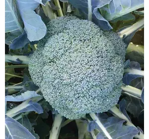 Насіння капусти броколі Вавілон F1, 2500 насінин — середньостигла (65-70 днів), Clause