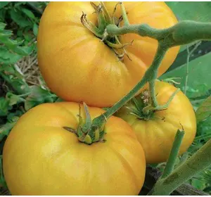 Насіння томату Мікадо жовтий, 30 насінин — Середньоранній сорт (115-120 дн), великоплідний, Елітний ряд