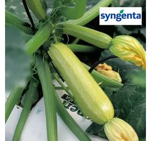 Семена Ангелина F1 — ранний кабачок, 500 семян