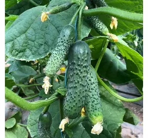 Аскольд F1 насіння огірка корнишона, 10 насіння — партенокарпічний огірок, ранній