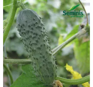 Насіння огірка Меренга F1 (Seminis), 1000 насіння — ультрараний гібрид (38-40 днів), партенокарпік