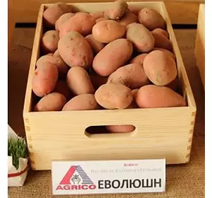 Семенной картофель Эволюшн 2,5 кг (1 репродукция)