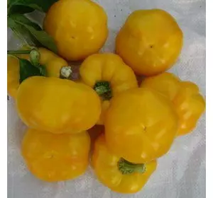 Золота Тамара насіння перцю, 30 насінин — перець солодкий,(Елітний ряд)