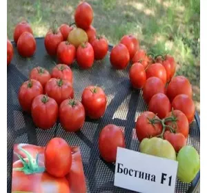 Насіння Логотип F1/BOSTINA F1, 500 насіння — індитермінантний томат, Syngenta