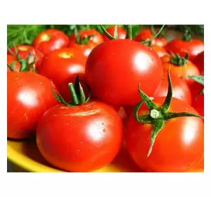 Насіння томату Загадка, 30 нас — супер ранній сорт (80-85 дн) червона, Елітний ряд