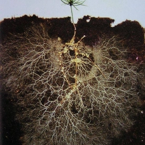 Укорінювачі Укорінювачі