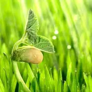 Стимулятори росту рослин широкого спектру Стимулятори росту рослин широкого спектру