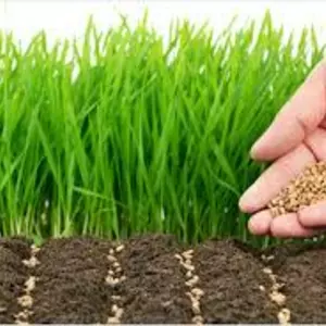 Газонні трави Газонні трави