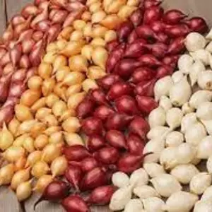 Цибуля сіянка Цибуля сіянка