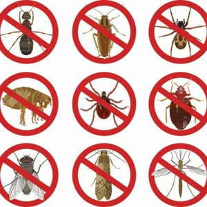 Дезинсекторы для знищення побутових комах