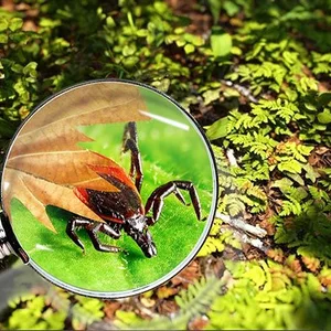 Акарициди(для захисту від кліщів) Акарициди(для захисту від кліщів)