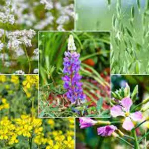 Медоноси, сидерати і кормові трави Медоноси, сидерати і кормові трави