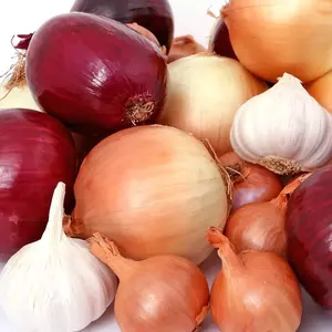 Цибуля Цибуля