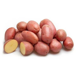 Насінева картопля