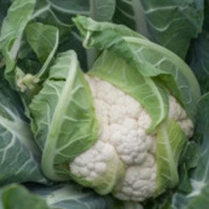 Капуста цвітна Капуста цвітна