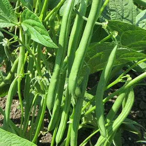 Квасоля Квасоля