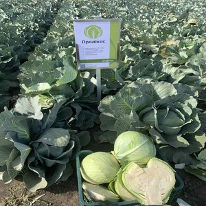 Капуста белокочанная поздняя Капуста белокочанная поздняя